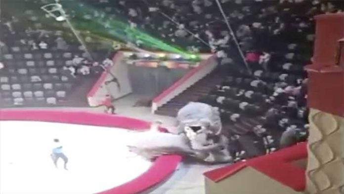 Video; Elefantes pelean en plena función de circo en Rusia
