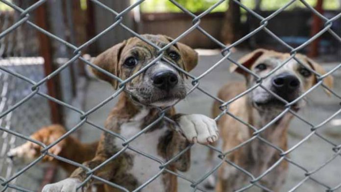 Diputados aprueban que se castigue con hasta dos años de cárcel por maltrato animal y zoofilia
