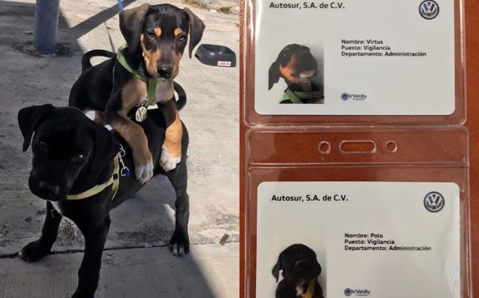 Los perritos que pasaron de la calle a trabajar en la Wolkswagen