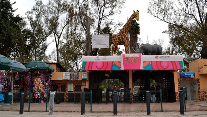 Reabren zoológico de Morelia el próximo jueves a pesar de Covid-19