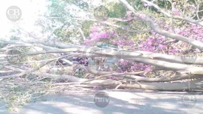 Rama de árbol mata a motociclista en Zamora