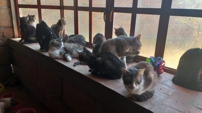 Gaticidio en La Casa que Maúlla pudo haber sido por diversión, fueron 12 gatos implicados