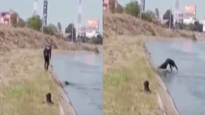 Policía salva a perrito que se ahogaba en un canal