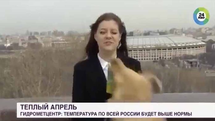 Perrito le arranca el micrófono a reportera en enlace en vivo