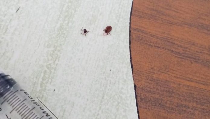 De miedo; extraen garrapatas del oído de un niño en Yucatán