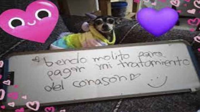 Conoce a Bombi, la perrita que vende molito para pagar su tratamiento