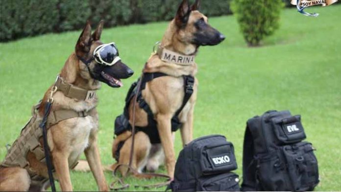 Evil y Ecko los perritos que salvaron vidas tras el desplome de la L12 del Metro