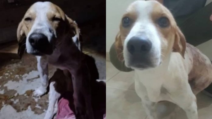 Perrito-frustra-intento-de-feminicidio-recibe-4-punaladas-3