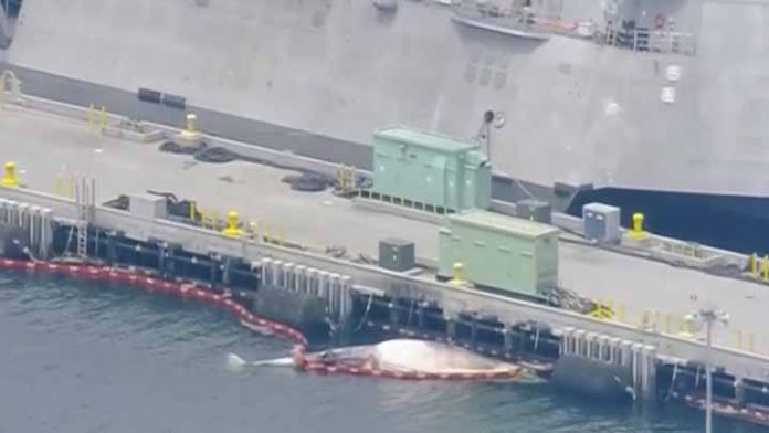 Atraca destructor australiano en California con 2 ballenas muertas