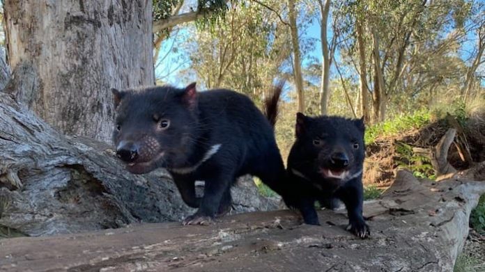tasmania-demonios