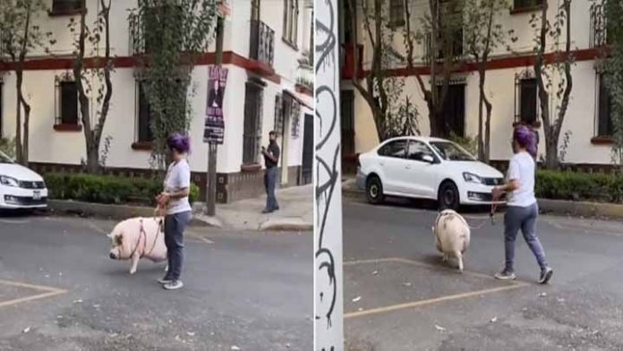 ¡VIDEO! Joven pasea a cerdo como si fuera un perrito