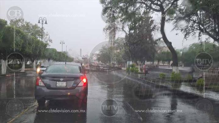 Colapsa árbol afuera del IMSS Madero