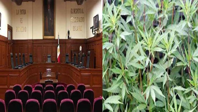 SCJN elimina la prohibición absoluta del uso lúdico de la marihuana