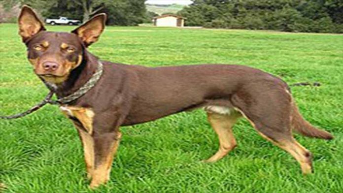 Perro Kelpie rompe el récord de subasta con mayor dinero recaudado en una mascota