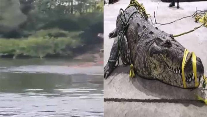 Cocodrilo ataca y ahoga a mujer mientras lavaba en una laguna