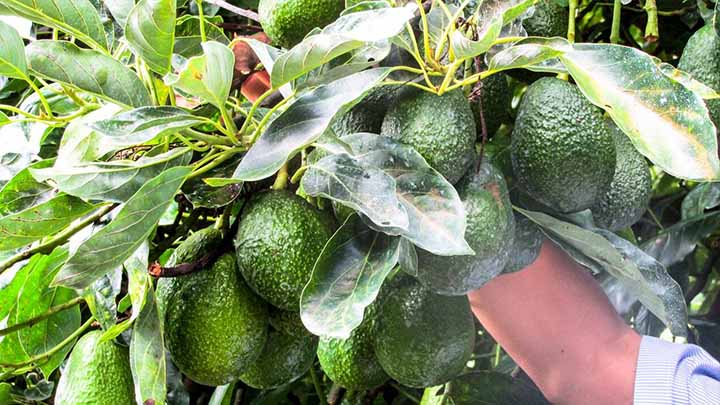 “Si no luchamos juntos nos matan”, dicen aguacateros de Michoacán tras tomar armas contra cárteles “Si no luchamos juntos nos matan”, dicen aguacateros de Michoacán tras tomar armas contra cárteles