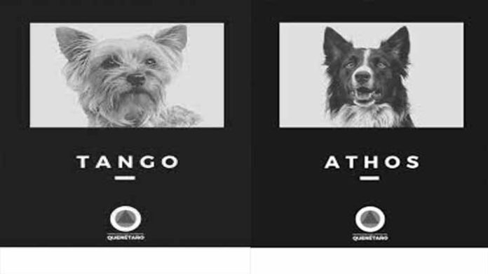 Mueren envenenados Athos y Tango, perritos rescatistas
