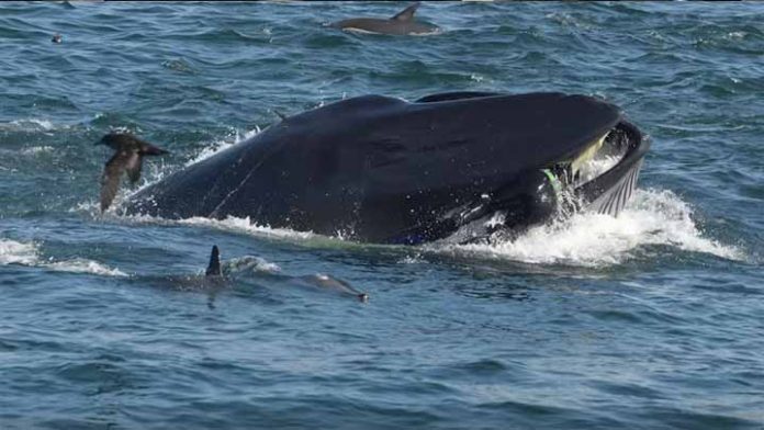 Buzo es tragado por una ballena y logra vivir para contarlo
