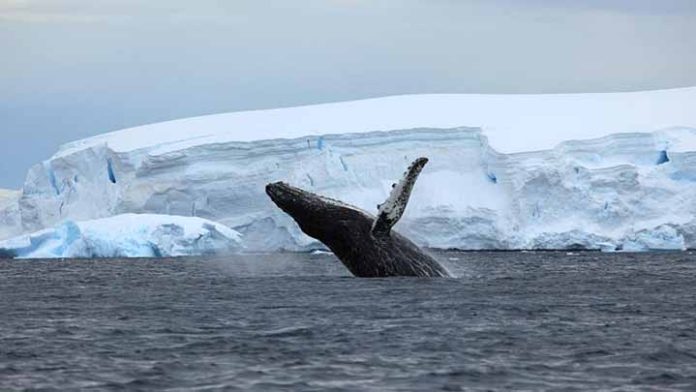 ¡Sorprendente! Las ballenas regresan a los polos por primera vez luego de 40 años