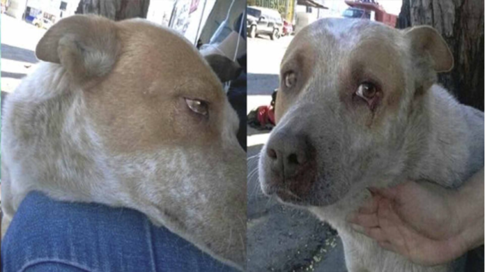 Jacob el perrito que todos lo días espera a su amo fallecido