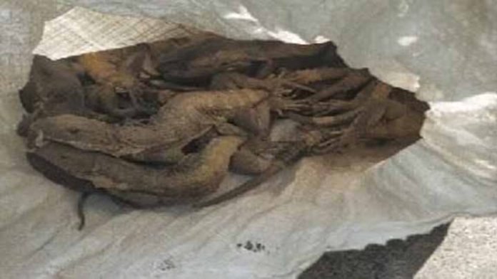 Aseguran 20 iguanas en peligro de extinción en Morelia; los responsables huyeron