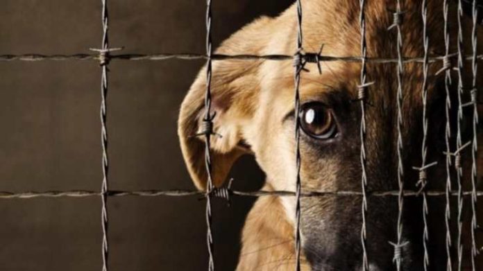 Incrementarán sanciones de hasta 3 años por maltrato animal en Michoacán