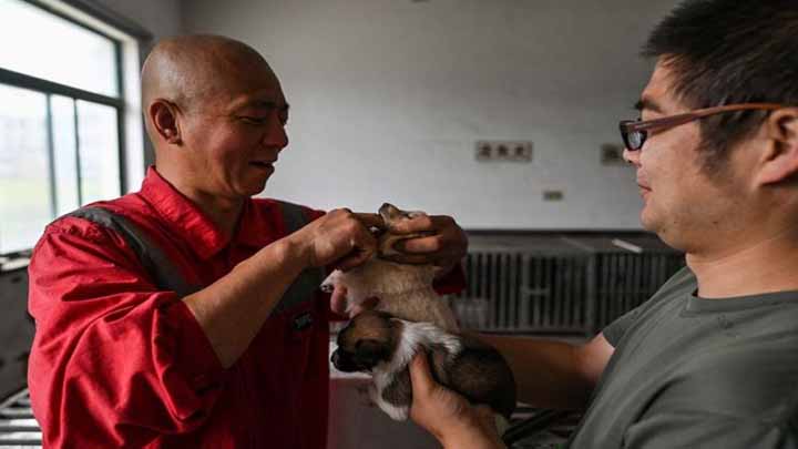 ¡De respetar! Monje salva y refugia a más de 8 mil perritos callejeros en Shanghái ¡De respetar! Monje salva y refugia a más de 8 mil perritos callejeros en Shanghái