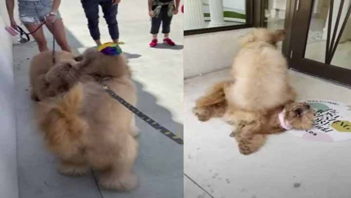 Así fue el tierno reencuentro de estos hermanitos luego de un año sin verse