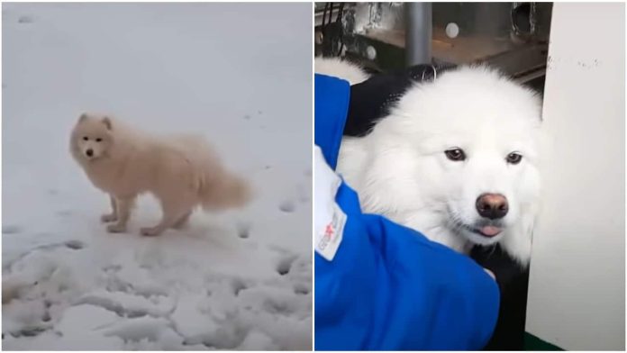 barco-de-rusia-hace-rescate-de-perro-aika-en-el-artico