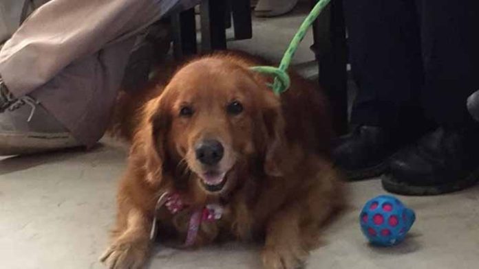 Muere Alondra, la perrita rescatista, que colaboró en el sismo de 2017