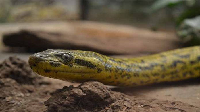 Día mundial de la Serpiente, 22 especies habitan en el zoológico