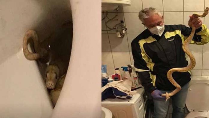 Serpiente pitón muerde a un hombre en sus genitales, cuándo estaba sentado en la taza del baño