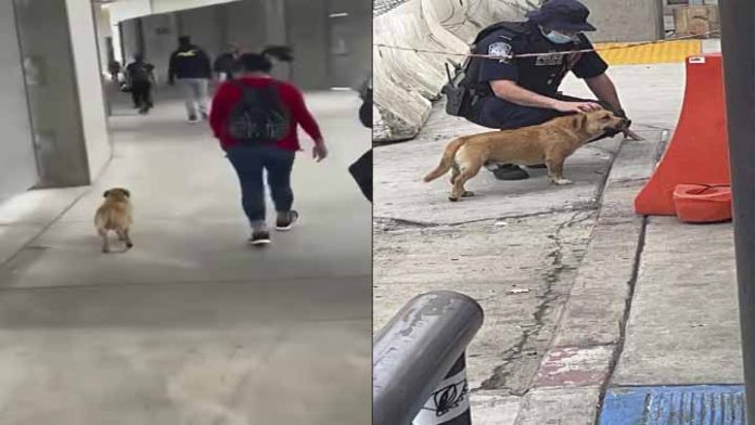 Perrito cruza frontera de México y Estados Unidos y se vuelve viral
