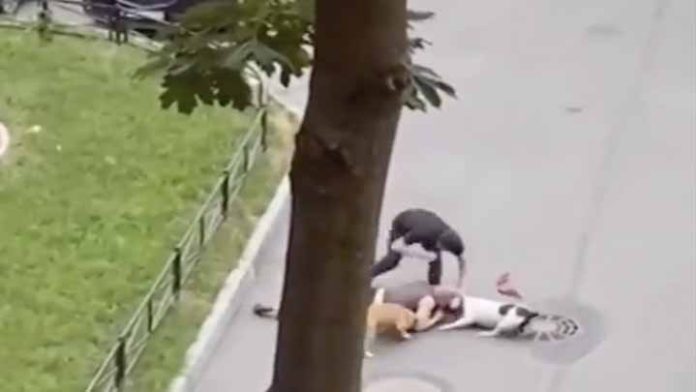 Hombre utiliza su cuerpo para proteger a su mascota de otros perros