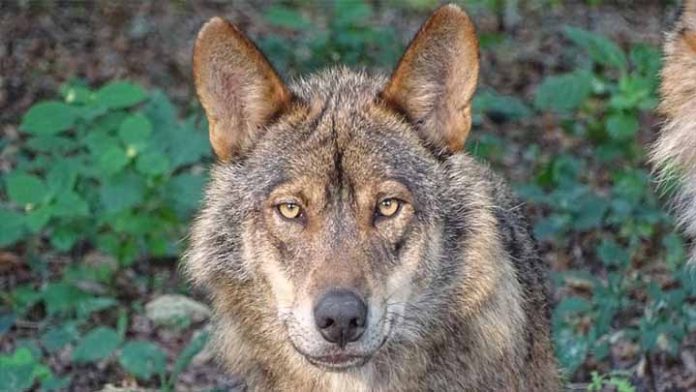 Hombre tenía como mascota a un lobo salvaje y se dio cuenta luego de 3 años