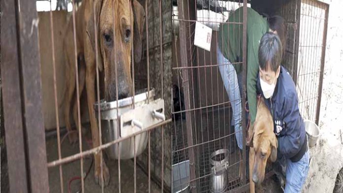 Perrito llora de alegría al ser rescatado de un mercado de comida exótica