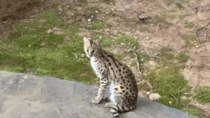 Mujer encuentra en su cama al despertar, un gato salvaje