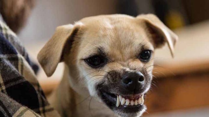 México cumple 15 años sin casos de rabia transmitida por perro