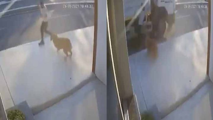 Por esquivar la mordida de un perro fue embestido por un camión