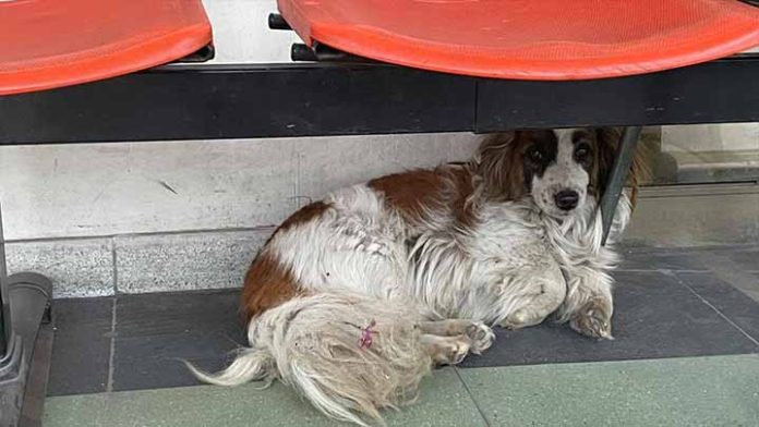Perrito espera a las afueras de un hospital a su dueño fallecido