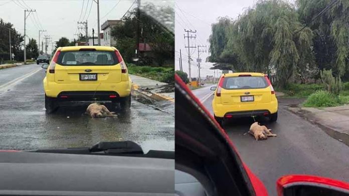 ¡Indignante! Vehículo se pasea mientras arrastra un perrito ya muerto