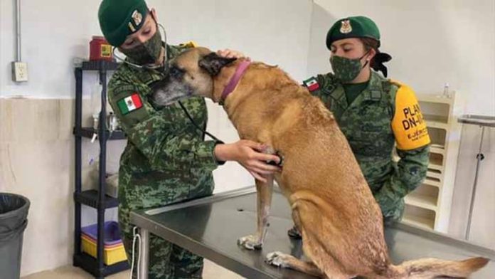 Rescatan y crean refugio para perros que deambulan por el nuevo aeropuerto Felipe Ángeles