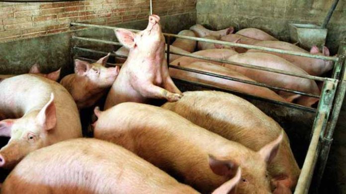 Alertan por peste porcina en México y Centroamérica