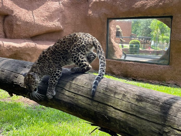Una buena noticia, nuevo ejemplar de Leopardo llegó al zoológico de Morelia
