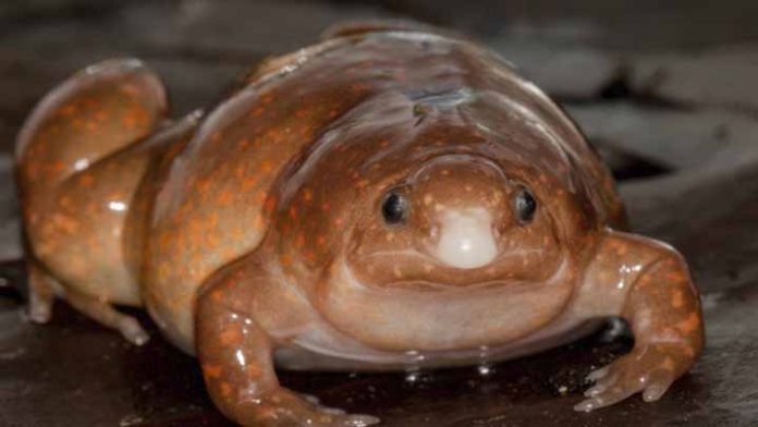 Descubren una especie de Rana Zombie que vive debajo de la tierra