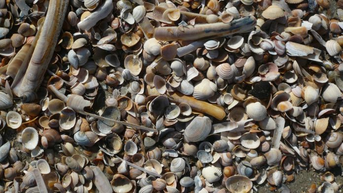 Hasta mil millones de animales marinos muertos en Canadá por ola de calor