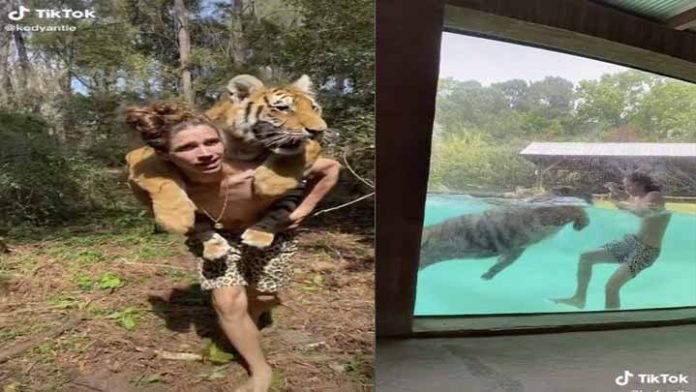 Se viraliza video de hombre cargando a enorme tigre en su espalda