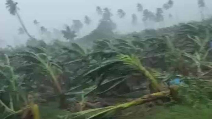 Nora destruye plantíos de plátano en Coahuayana