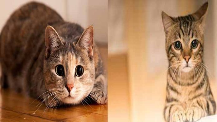 Crean una App para saber si tu gato es feliz