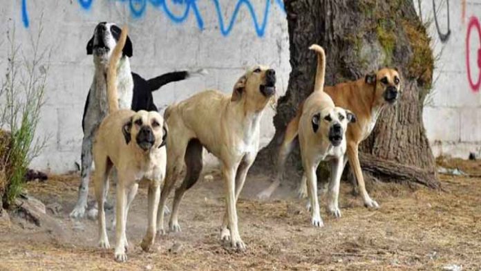 Joven de 20 años muere devorada por una jauría de perros